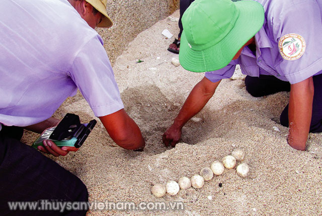 Rùa đẻ trứng ở Khu bảo tồn biển Hòn Cau   Ảnh: CTV